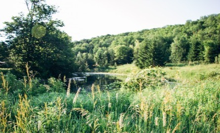 Images of a field with trees in summer
